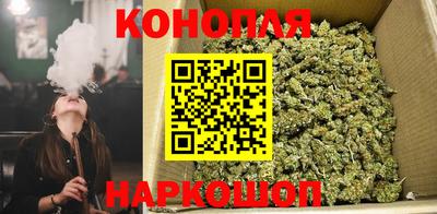 шишки Аргун